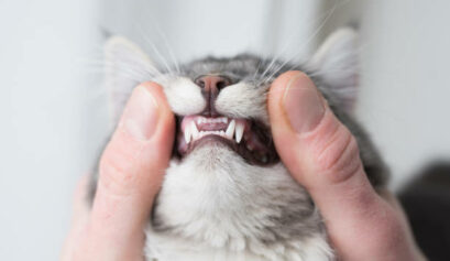 Feline Tooth